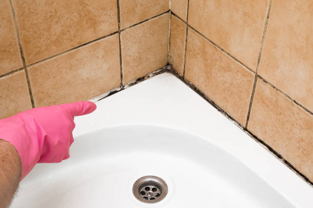 Office Mold Removal Services in Sault Ste Marie, MI